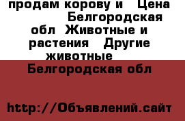 продам корову и › Цена ­ 65 000 - Белгородская обл. Животные и растения » Другие животные   . Белгородская обл.